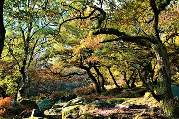 Deep in ancient oak forest, in Padley Gorge, Grindleford