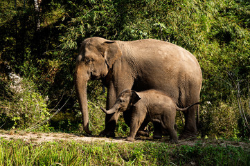 Naklejka na ściany i meble Happy mother and baby wild Asian elephants walking in the fresh environment of tropical forest on bright sunny morning in Chiang Mai, Northern Thailand.