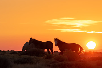 Fototapeta na wymiar Wild Horses in a Beautiful High Desert Sunrise