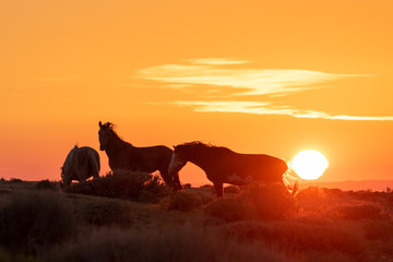 Wild Horses in a Beautiful High Desert Sunrise