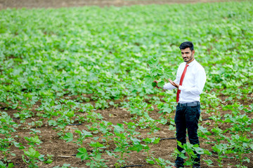 agronomist at cotton field and showing plant