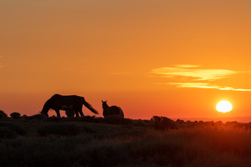 Fototapeta premium Wild Horses in a Beautiful High Desert Sunrise