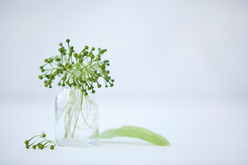 Linden blossoms in glass bottles on white background