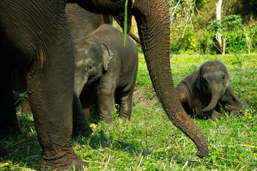 Happy group of Asian elephants enjoy life in Chiang Mai, Thailand.
