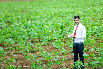 agronomist at cotton field