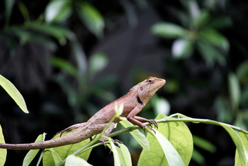 The chameleon lie on the branches in a fertile green environment.