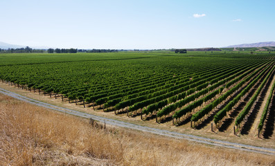 Fototapeta na wymiar Wine country landscape summer panorama vineyard rows over view Blenheim New Zealand
