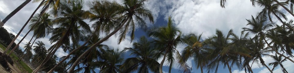 Fototapeta na wymiar mar de palmas