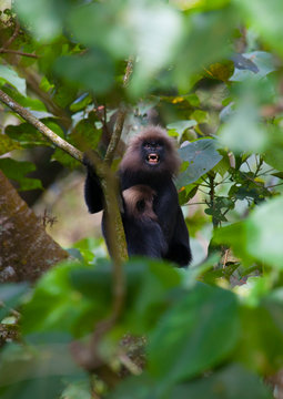 Monkey In The Trees Showing Its Teeth, Periyar, India