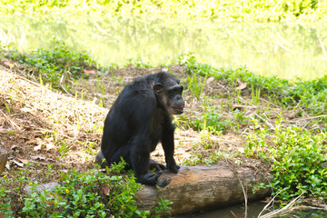 Fototapeta premium Chimpanzee,animal with brains nearby mankind.
