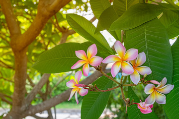 Obraz na płótnie Canvas pink plumeria or frangipani flower