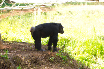 Chimpanzee,animal with brains nearby mankind.