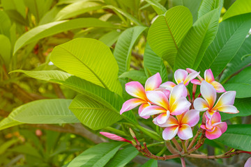 pink plumeria or frangipani flower