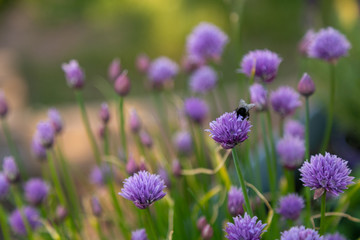 Obraz premium bees and chives 