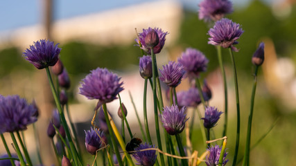 bees and chives 
