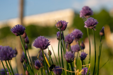 bees and chives 