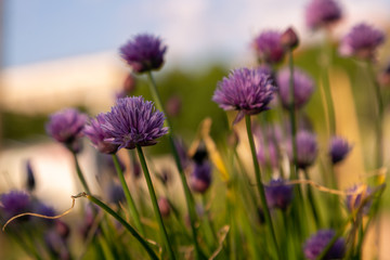 bees and chives 