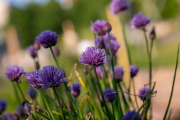bees and chives 
