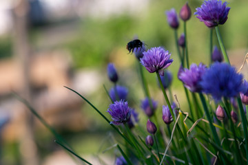 bees and chives 