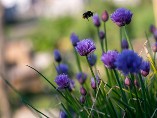 bees and chives 