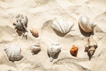 Seashells On Sand At Beach