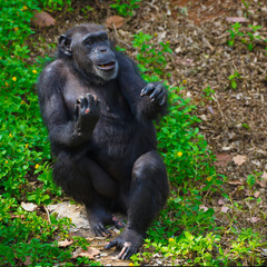 Chimpanzee,animal with brains nearby mankind.