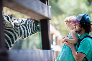 Fototapeta na wymiar Zoo visitors feeding zebra through the fence