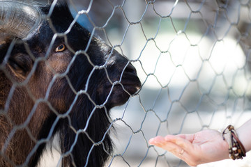 Zoo visitor feeding goat through the fence at the peting zoo