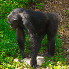 Chimpanzee,animal with brains nearby mankind.