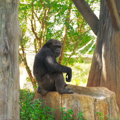 Chimpanzee,animal with brains nearby mankind.