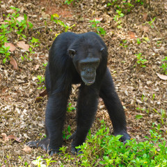 Chimpanzee,animal with brains nearby mankind.