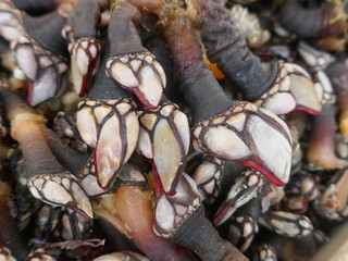 Many fresh barnacles (pedunculata) for sale at a fish market in Portugal