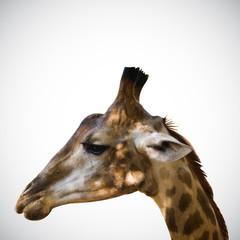 Obraz premium giraffe Isolated on the white background