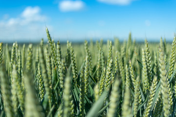 Close up of green wheat field
