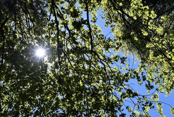 Fototapeta premium alpes..forêt