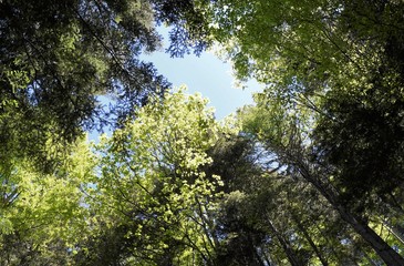 alpes..forêt