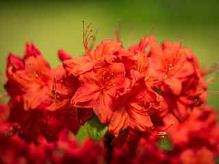 Ботанический сад СПБ