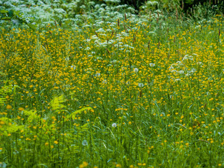 Ботанический сад СПБ