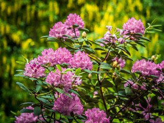 Ботанический сад СПБ