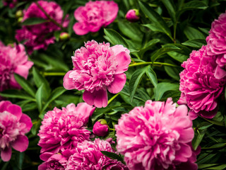 Ботанический сад СПБ