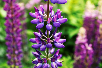 Purple lupine, flowerbed, summer background.