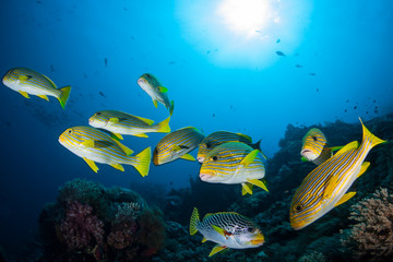 Fototapeta na wymiar A school of colorful Ribbon sweetlips, Plectorhinchus polytaenia, and a Lined sweetlips, P. lineatus, swim over a coral reef in Indonesia. 