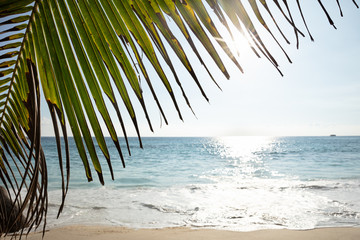 Fototapeta na wymiar Palm Leaves Anse Intendance, Mahe Island, Seychelles
