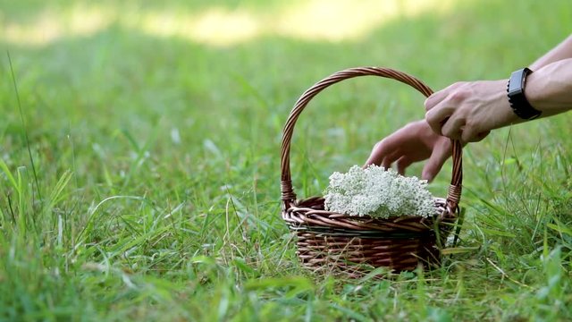 Male Gardener Placing Harvested Yarrow Flowers In Wooden Wicker Basket In Slow Motion