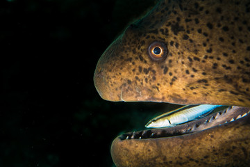 Fish Toothbrushing Moray