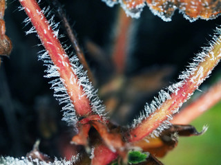 Frost on the stems of strawberries. The sudden cold on the street. Frost on the edges of the leaves of the plant. Close up