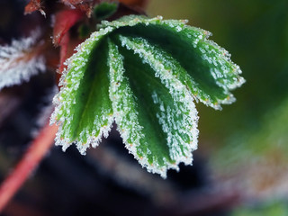 Frost on strawberry leaves. The sudden cold on the street. Frost on the edges of the leaves of the plant. Close up