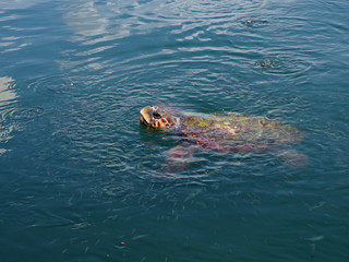 Caretta caretta turtle in port of Argostoli - obrazy, fototapety, plakaty