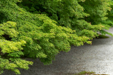 Fototapeta premium 実相院 日本庭園