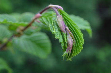Leszczyna pospolita, Corylus avellana , delikatne pędy wczesną wiosną © Ewa